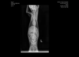 Havi image 4