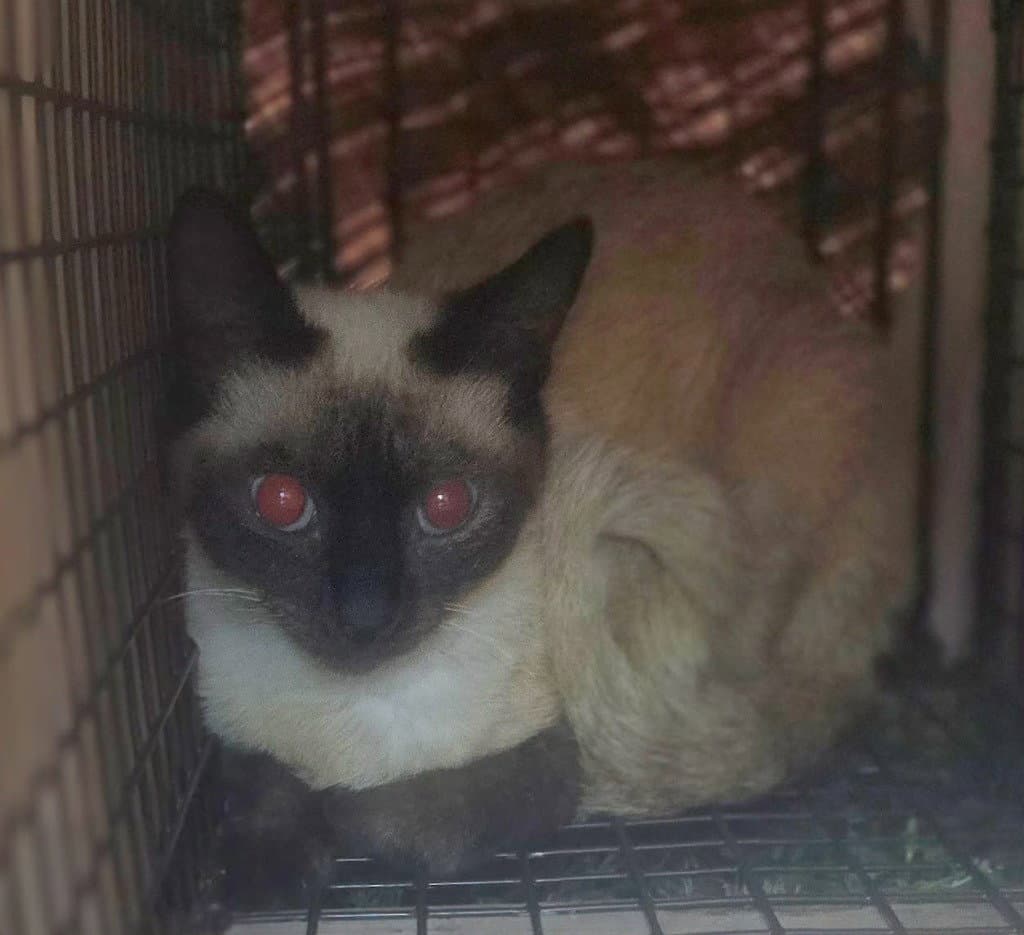 Jazz - Siamese