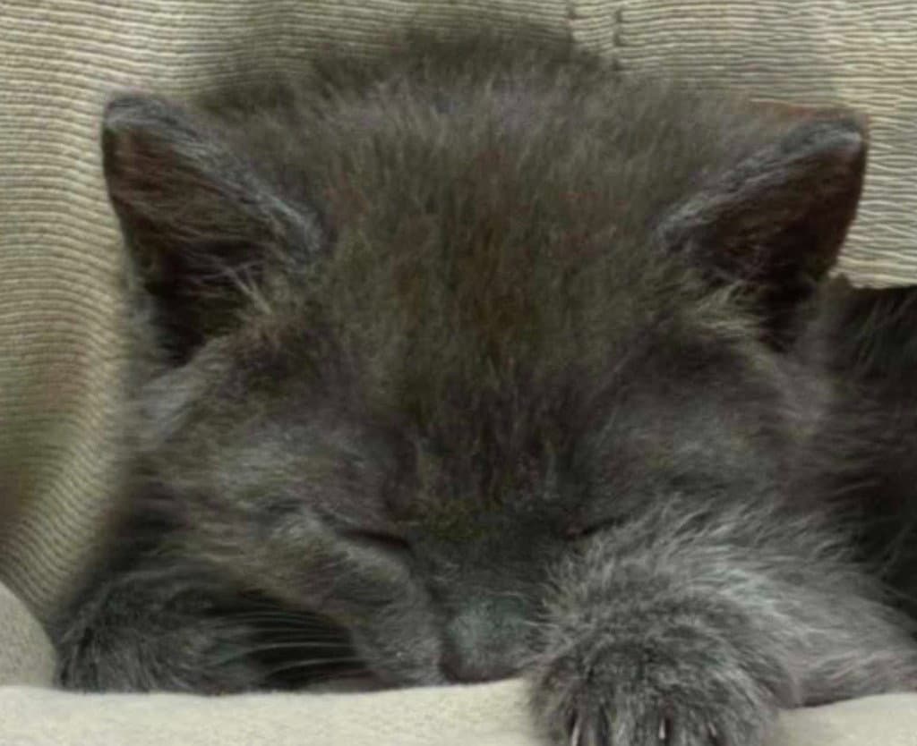 Little Boy Blue - Russian Blue