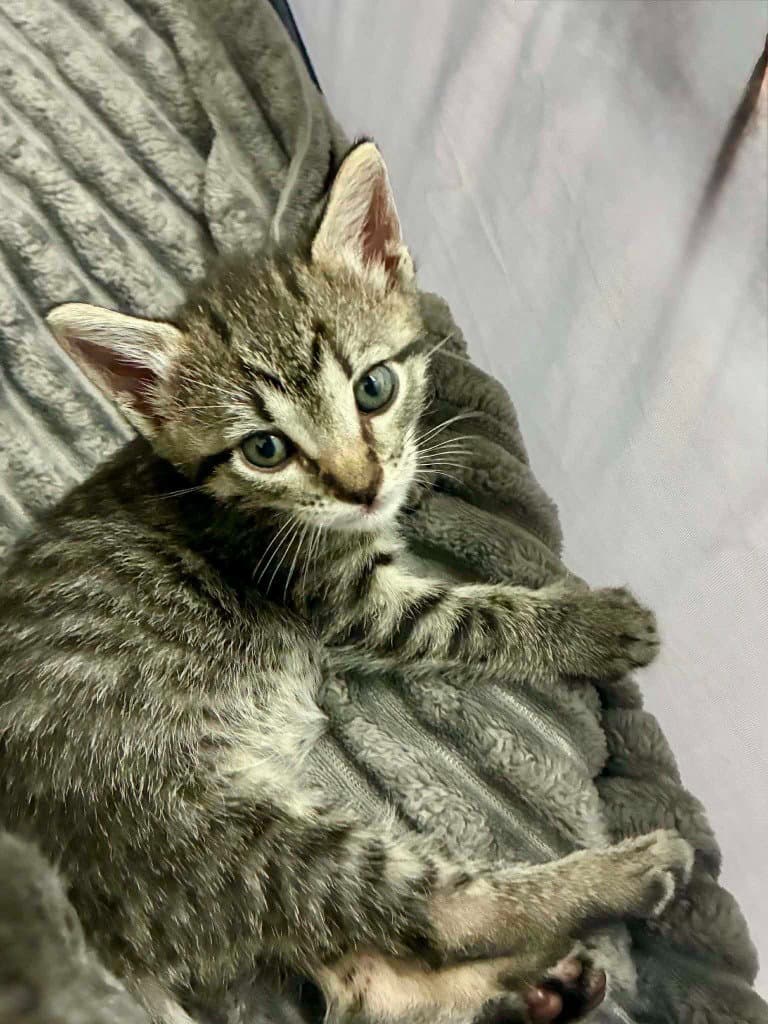 Little Tabby Mctab - Domestic Medium Hair