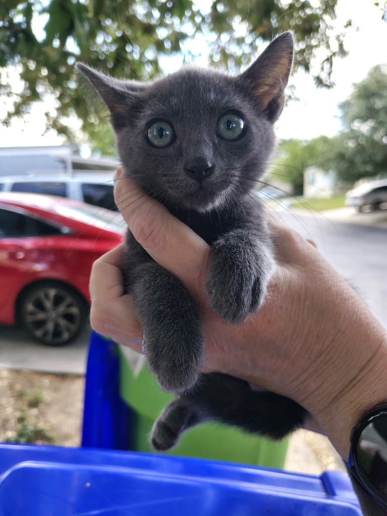 Smokey Blue - Russian Blue