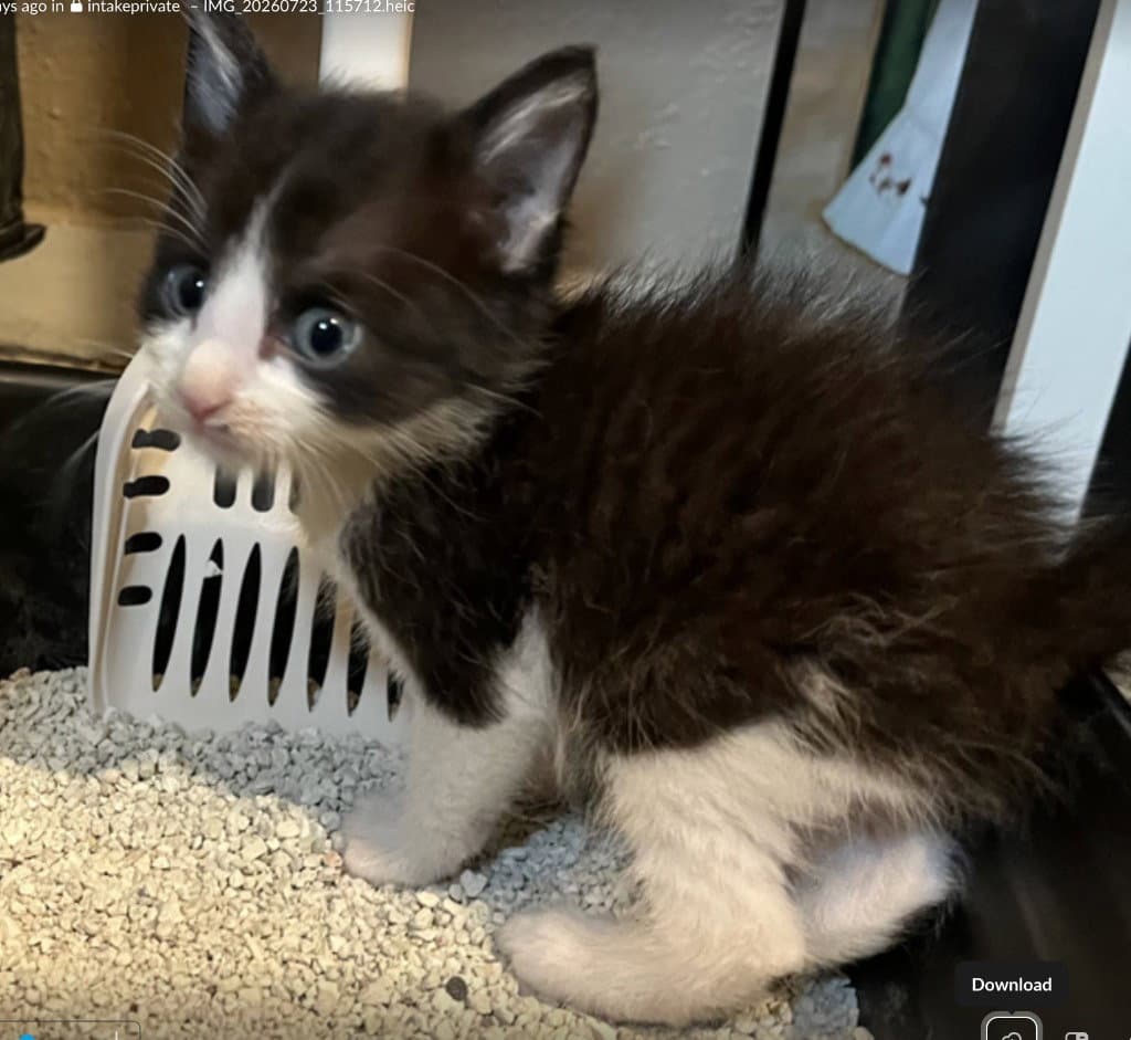 Tate Tuxie - Domestic Medium Hair