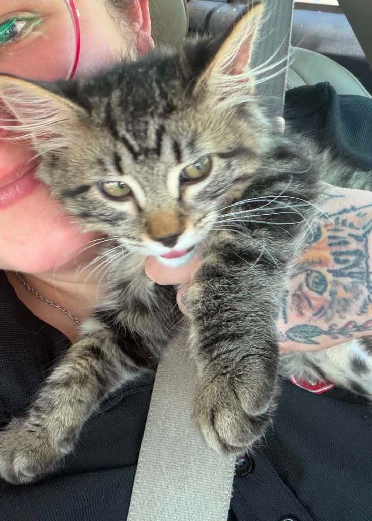 Raquel - Domestic Short Hair