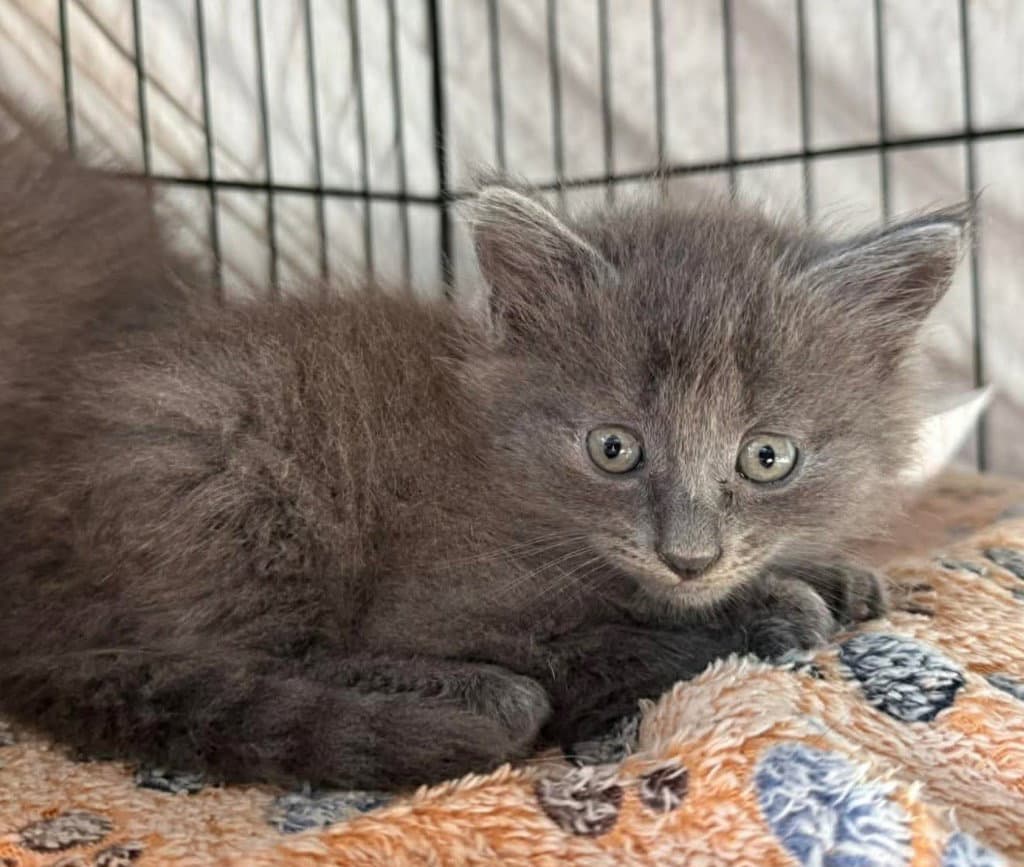Kittens - Russian Blue