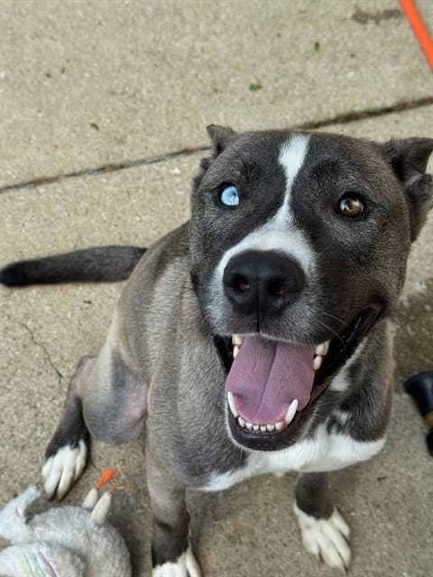 Bubba - Akita