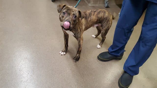 Jonagold - American Pit Bull Terrier