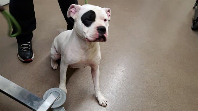 Muneca - American Pit Bull Terrier