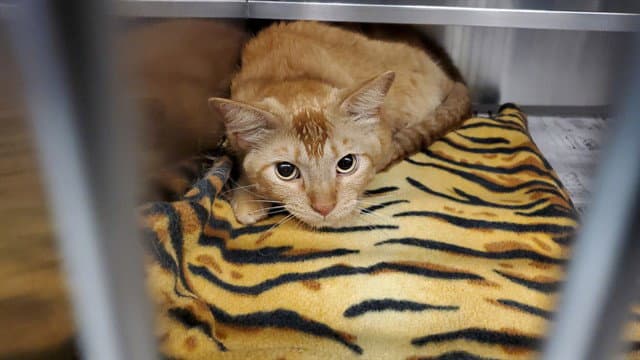 Tilico - Domestic Short Hair