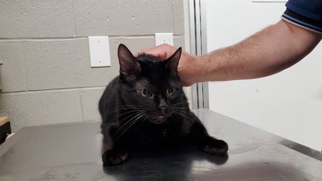 Scat Cat - Domestic Short Hair