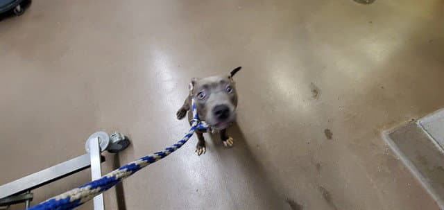 Frida - American Pit Bull Terrier