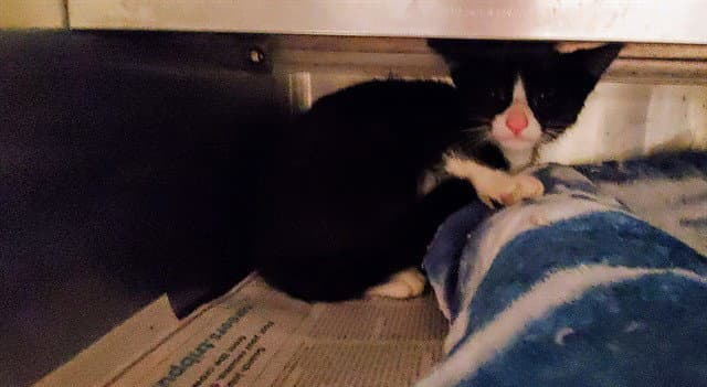 Boop - Domestic Short Hair