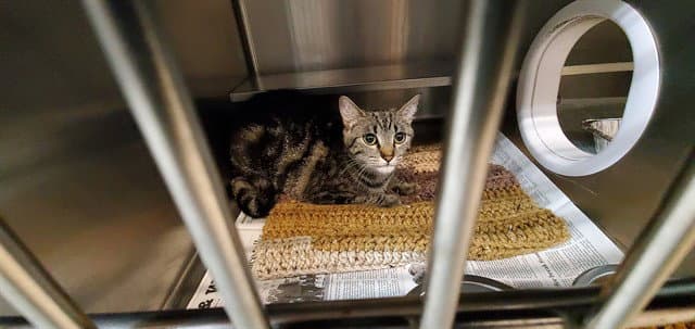 Opal - Domestic Short Hair