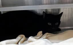 Channel Cat image 1
