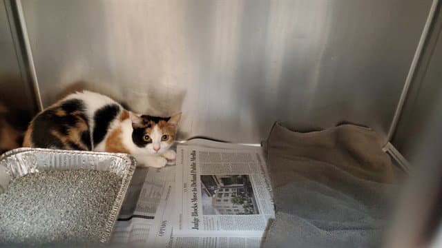 Thelma - Domestic Short Hair