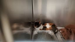 Louise image 1