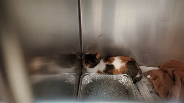 Louise - Domestic Short Hair