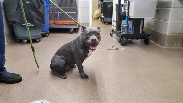 Sahara - American Pit Bull Terrier