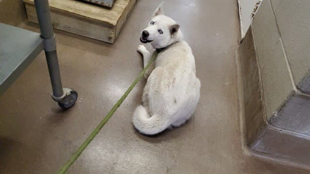 Osa - Husky