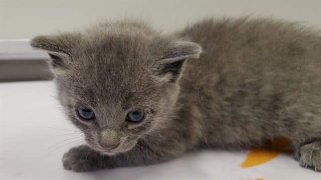 Delbarestivale - Domestic Short Hair