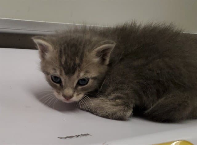 Delcorm - Domestic Short Hair