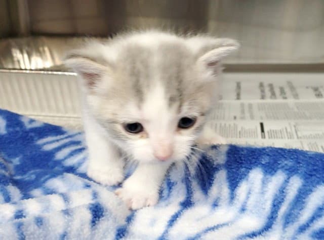 Delprim - Domestic Short Hair