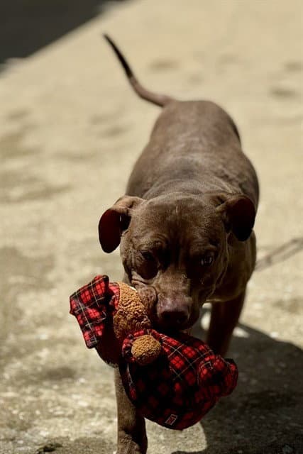Bear - American Pit Bull Terrier