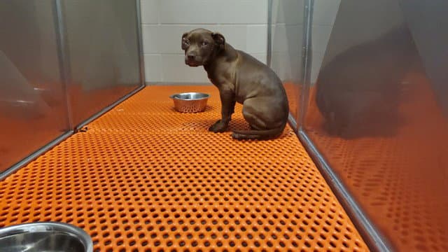 Zeus - American Pit Bull Terrier