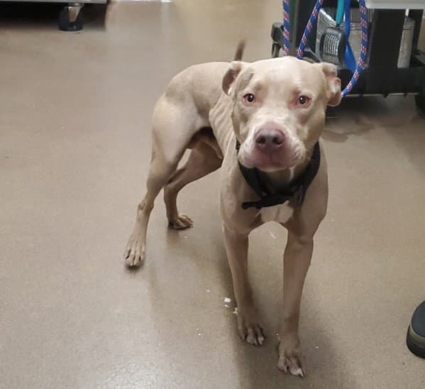 T-Bone - American Pit Bull Terrier