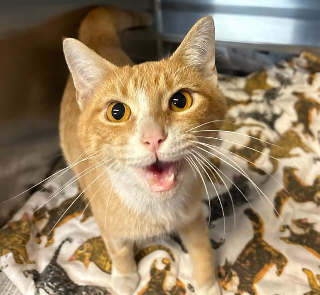 Evie - Domestic Short Hair
