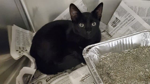 Lovage - Domestic Short Hair