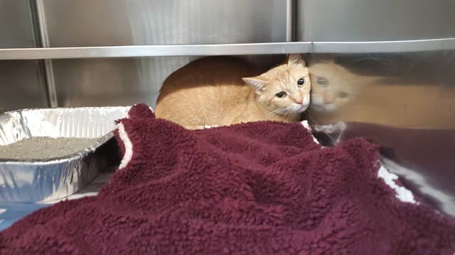 Punch - Domestic Short Hair
