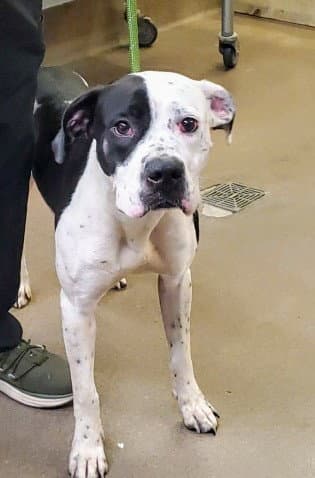 Lola - Dalmatian