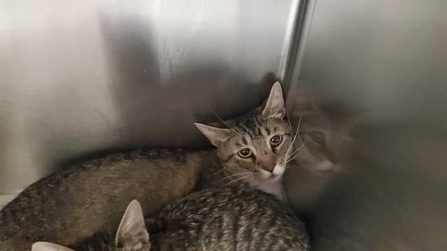 Hoja - Domestic Short Hair