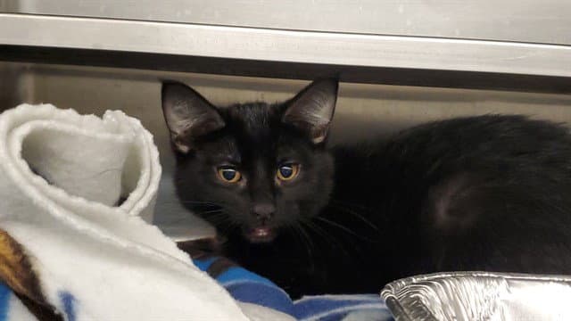 Chief - Domestic Short Hair