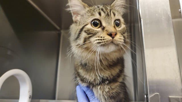 Link - Domestic Medium Hair