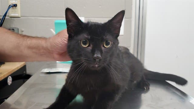 Black Pepper - Domestic Short Hair