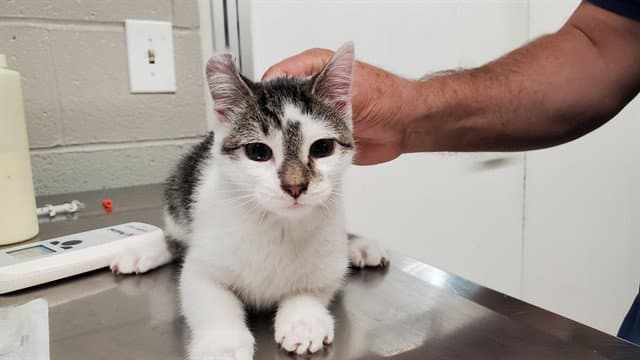 Star - Domestic Short Hair