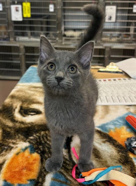 Haraka - Domestic Short Hair