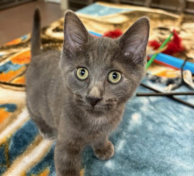 Hokuto - Domestic Short Hair
