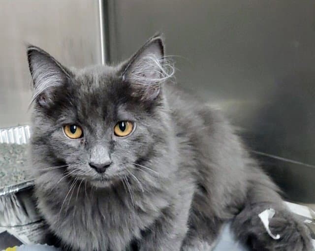 Wasabi - Domestic Short Hair