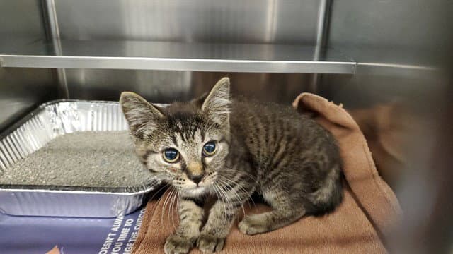 Pepper - Domestic Short Hair