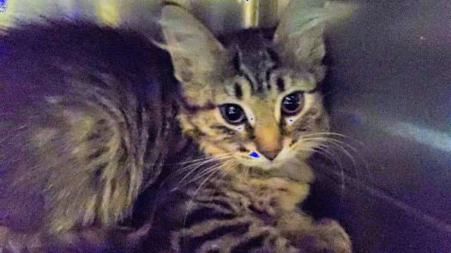 Shichimi Togarashi - Domestic Medium Hair