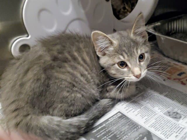 Pumpkin Pie Spice - Domestic Short Hair
