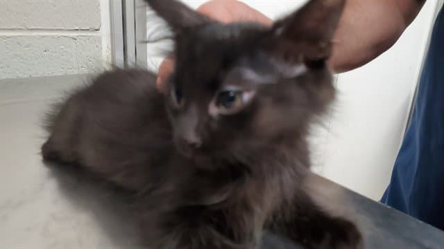 Shallots - Domestic Medium Hair