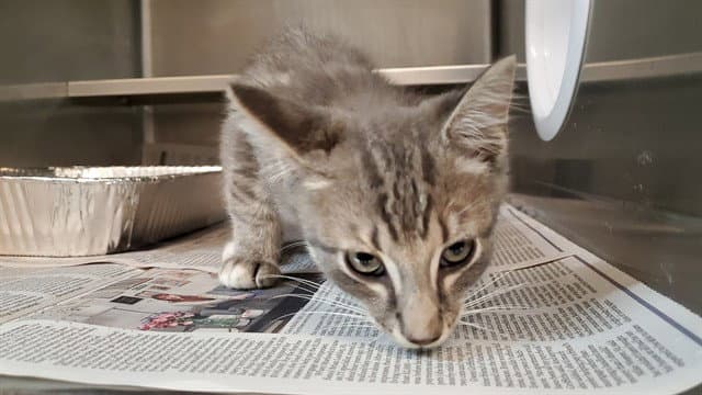 Khus Khus - Domestic Short Hair