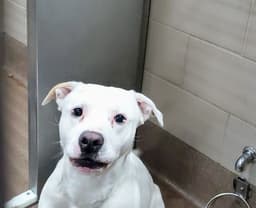 Paco image 1
