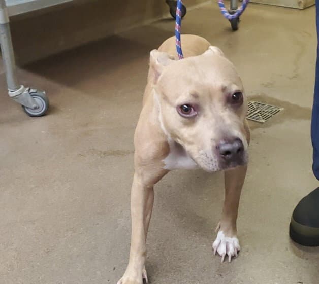 Coco - American Pit Bull Terrier