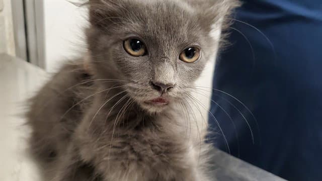 Triple Berry - Domestic Medium Hair