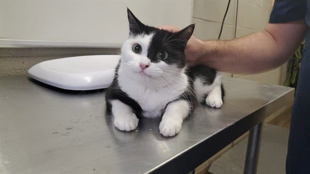 Pepper Corn - Domestic Short Hair