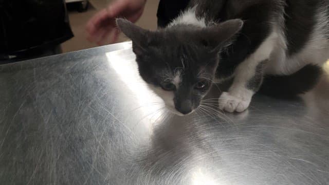 Black Mustard - Domestic Short Hair